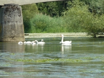 2015-06-28 Kanu 110