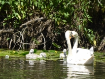 2015-06-28 Kanu Heike 027