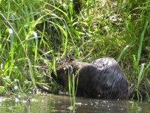 2015-06-28 Kanu Heike 047