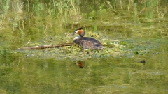 20150711_170705 Jens Brunner 056
