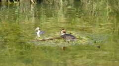 20150711_170711 Jens Brunner 057