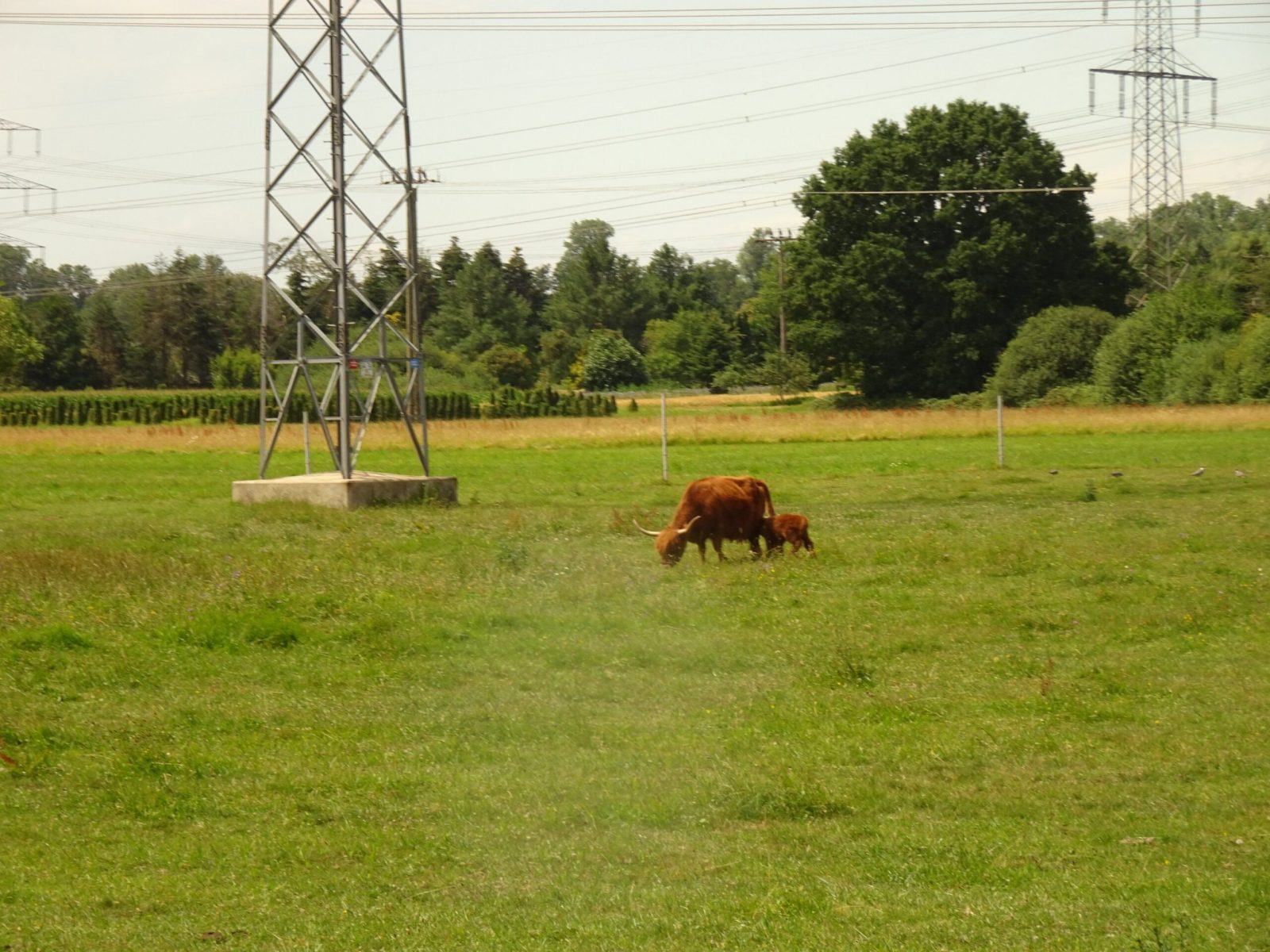 Natur pur